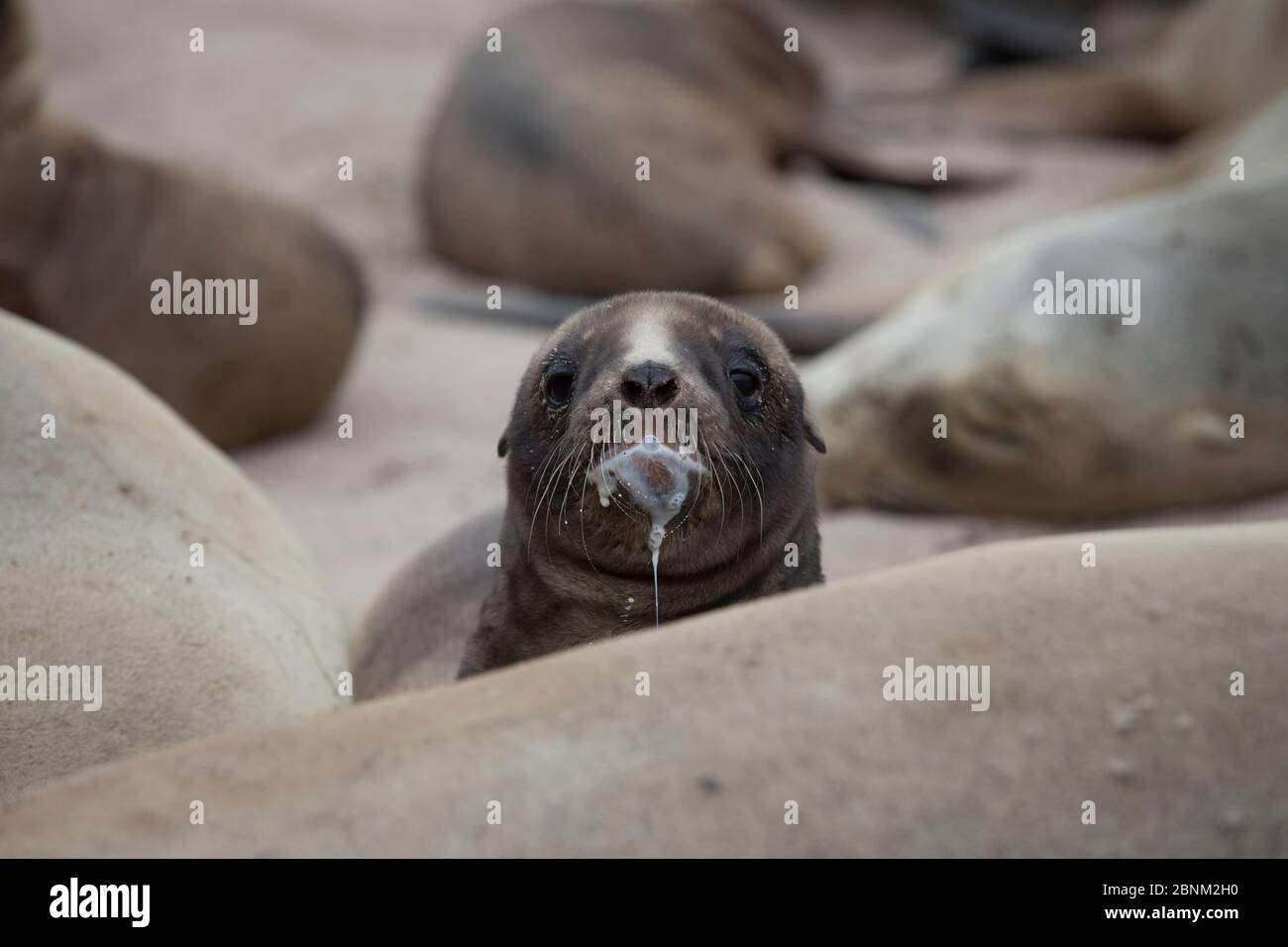 New Zealand sea lion (Phocarctos hookeri) pup feeding at the Sandy Bay colony, Enderby Island, Auckland Islands archipelago, New Zealand. Stock Photo