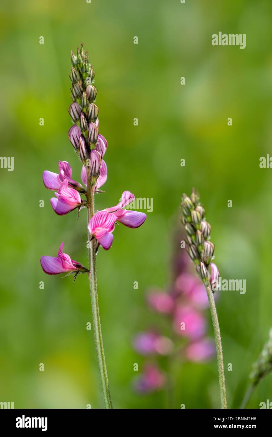 Common sainfoin (Onobrychis viciifolia / Onobrychis sativa) in flower in meadow, Gran Paradiso National Park, Italy, June Stock Photo