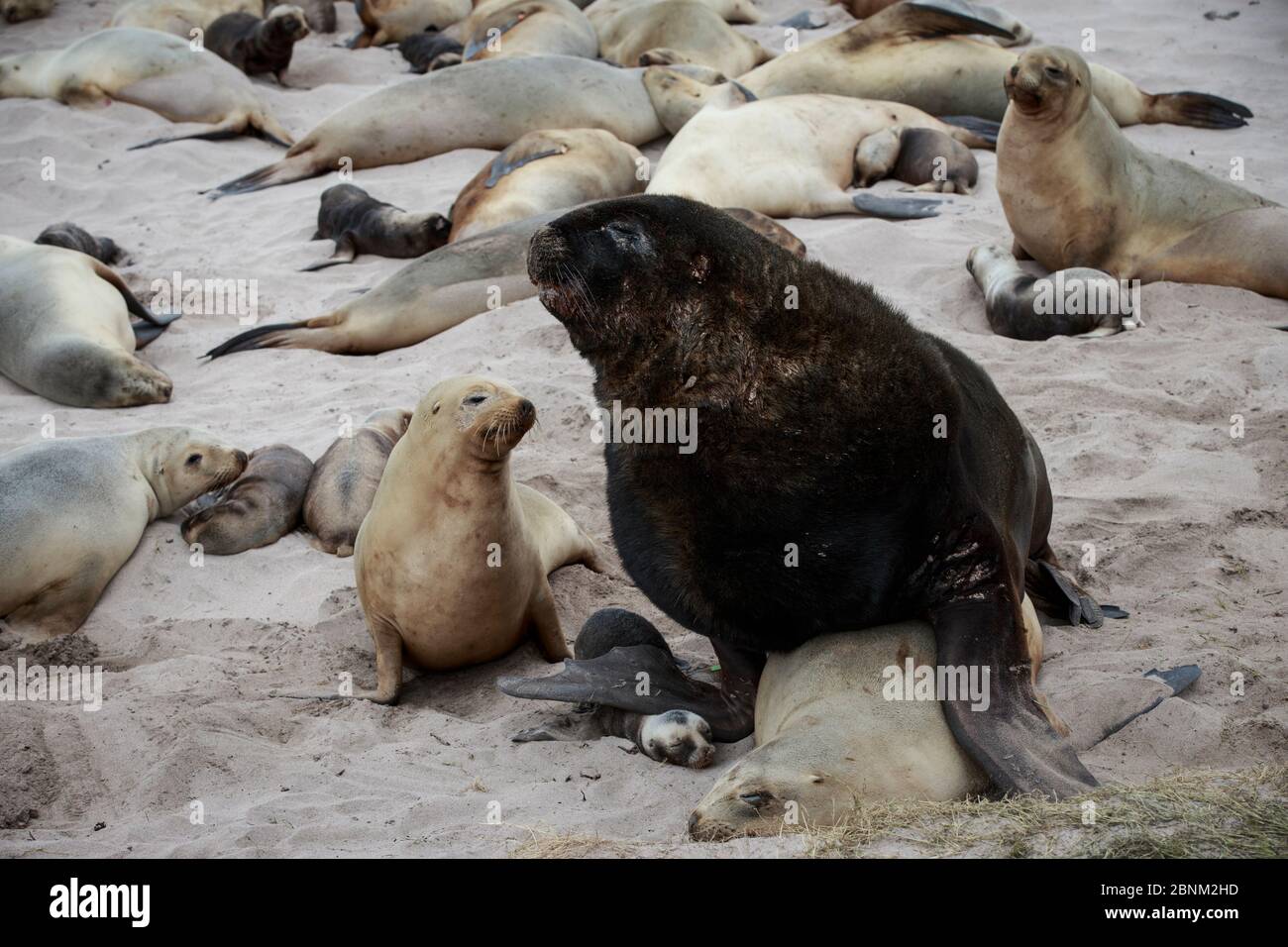 New Zealand sea lion (Phocarctos hookeri) pup is crushed under male's flipper and later dies from the injuries sustained by mating adults at the Sandy Stock Photo