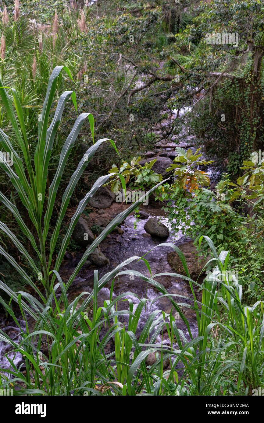 America, Caribbean, Greater Antilles, Dominican Republic, Jarabacoa, Manabao, Parque Nacional José Armando Bermúdez, Pico Duarte, view of the Yaque del Norte river in the José A. Bermúdez National Park Stock Photo