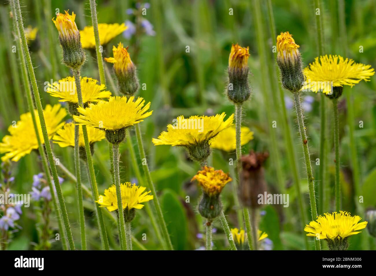 Mouse-ear hawkweed (Hieracium pilosella / Pilosella officinarum) in flower, Belgium, June Stock Photo