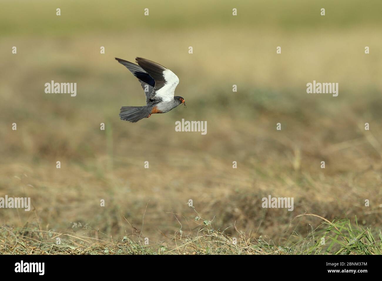 Amur falcon (Falco amurensis) male in flight over field with insect prey, Oman, December Stock Photo