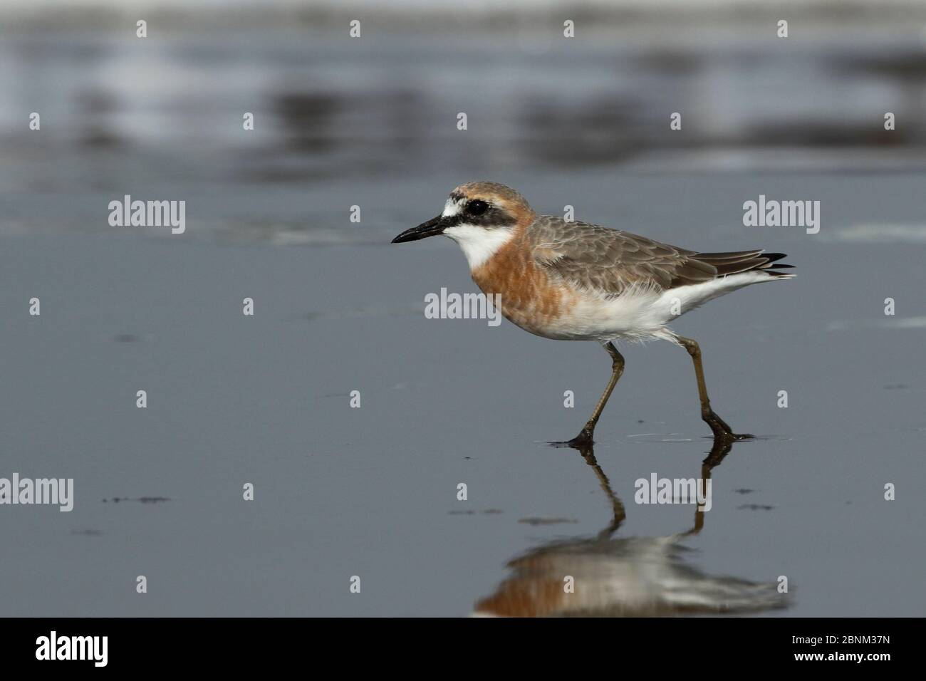 Greater sand plover (Charadrius leschenaultii) getting into breeding plumage, Oman, February Stock Photo