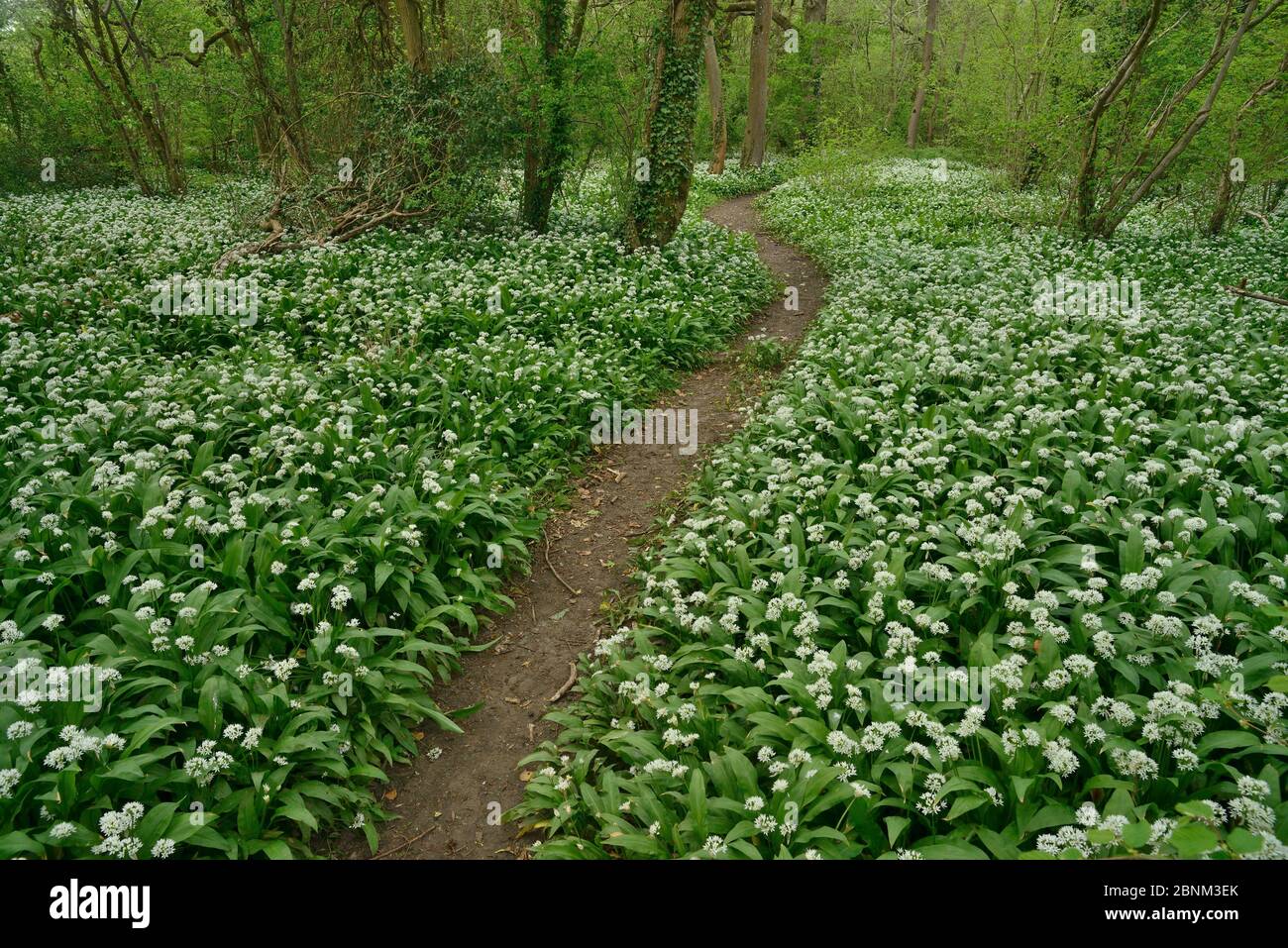 Path through woodland with Wild garlic (Allium ursinum) in flower