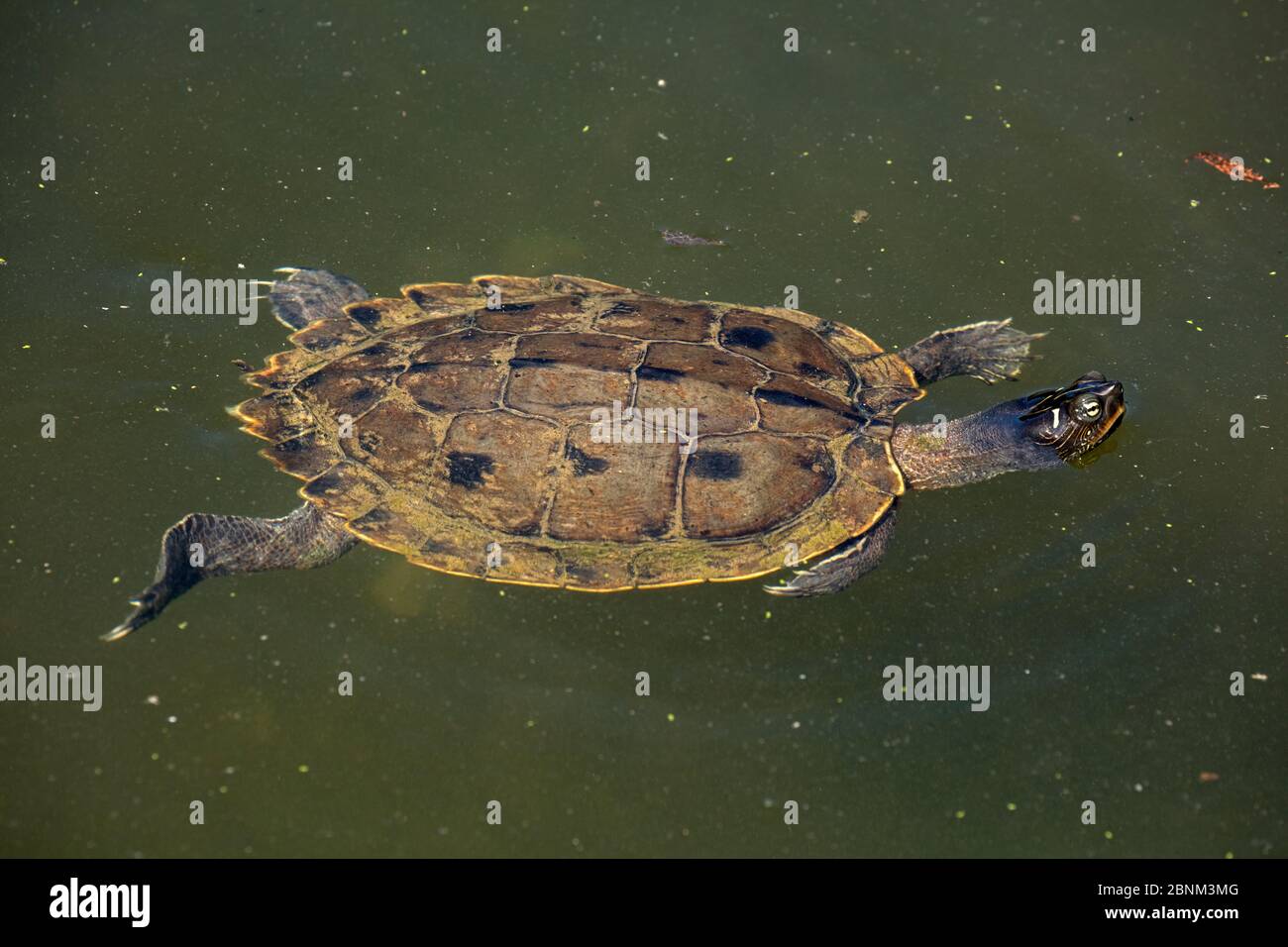 Map turtle (Graptemys geographica) Maryland, USA, August Stock Photo ...