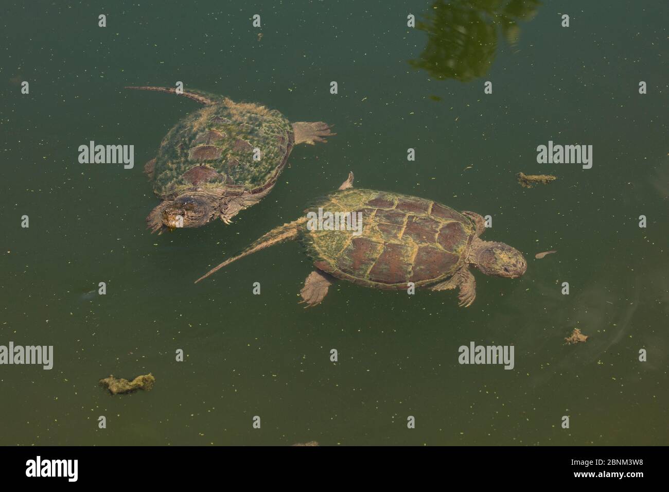 Snapping turtle (Chelydra serpentina) pair, Maryland, USA, August Stock ...