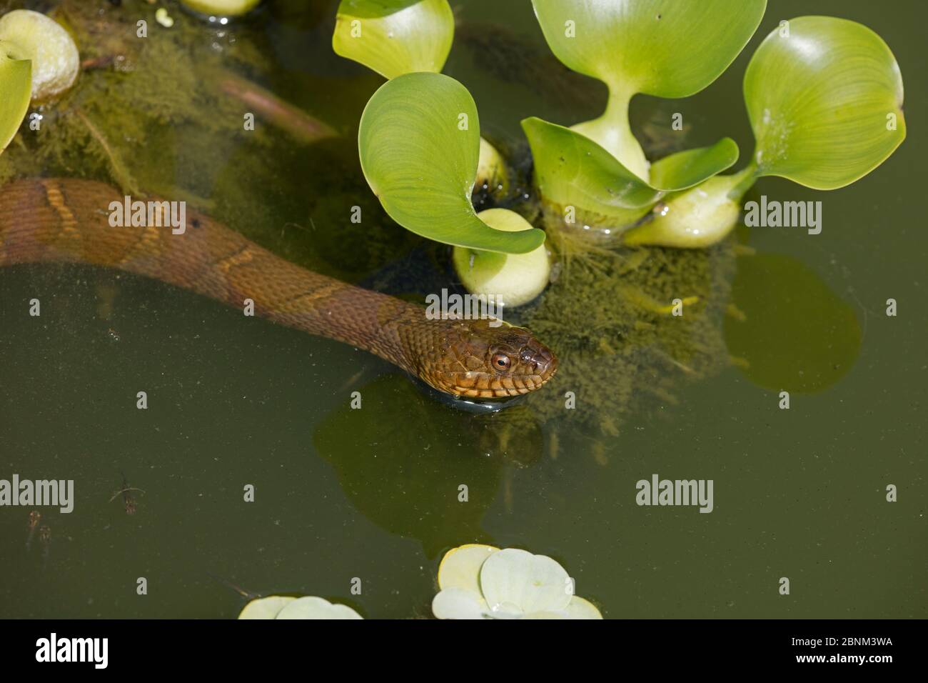 Northern water snake (Nerodia sipedon) amongst exotic water hyacinth. Washington, District of Columbia, USA. Stock Photo