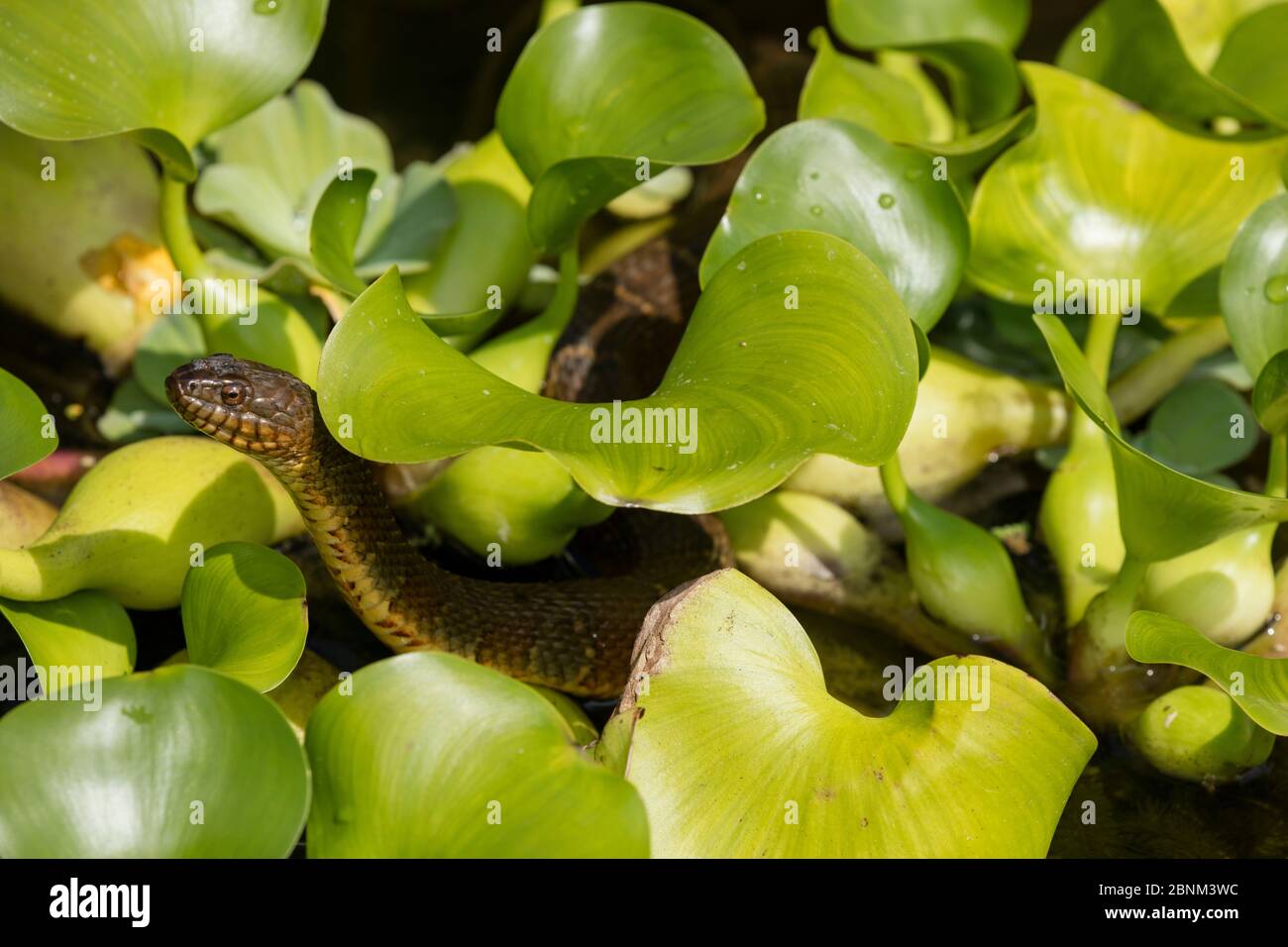 Northern water snake (Nerodia sipedon) amongst exotic water hyacinth. Washington, District of Columbia, USA. Stock Photo