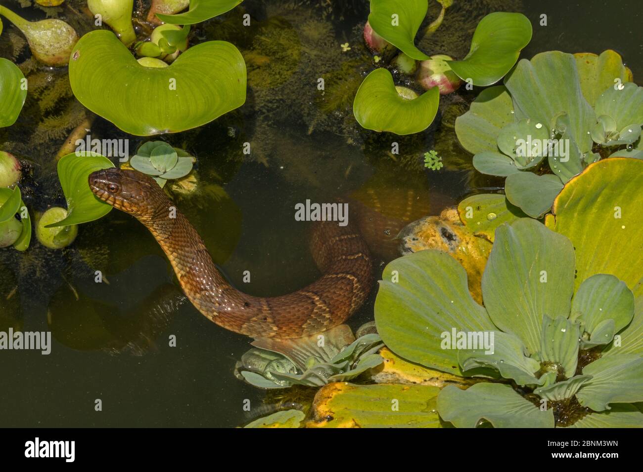 Northern water snake (Nerodia sipedon) in water, Washington, DC, USA. July. Stock Photo