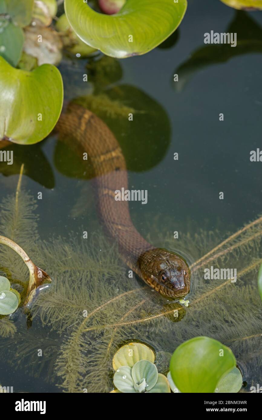 Northern water snake (Nerodia sipedon) amongst exotic water hyacinth. Washington, District of Columbia, USA. Stock Photo