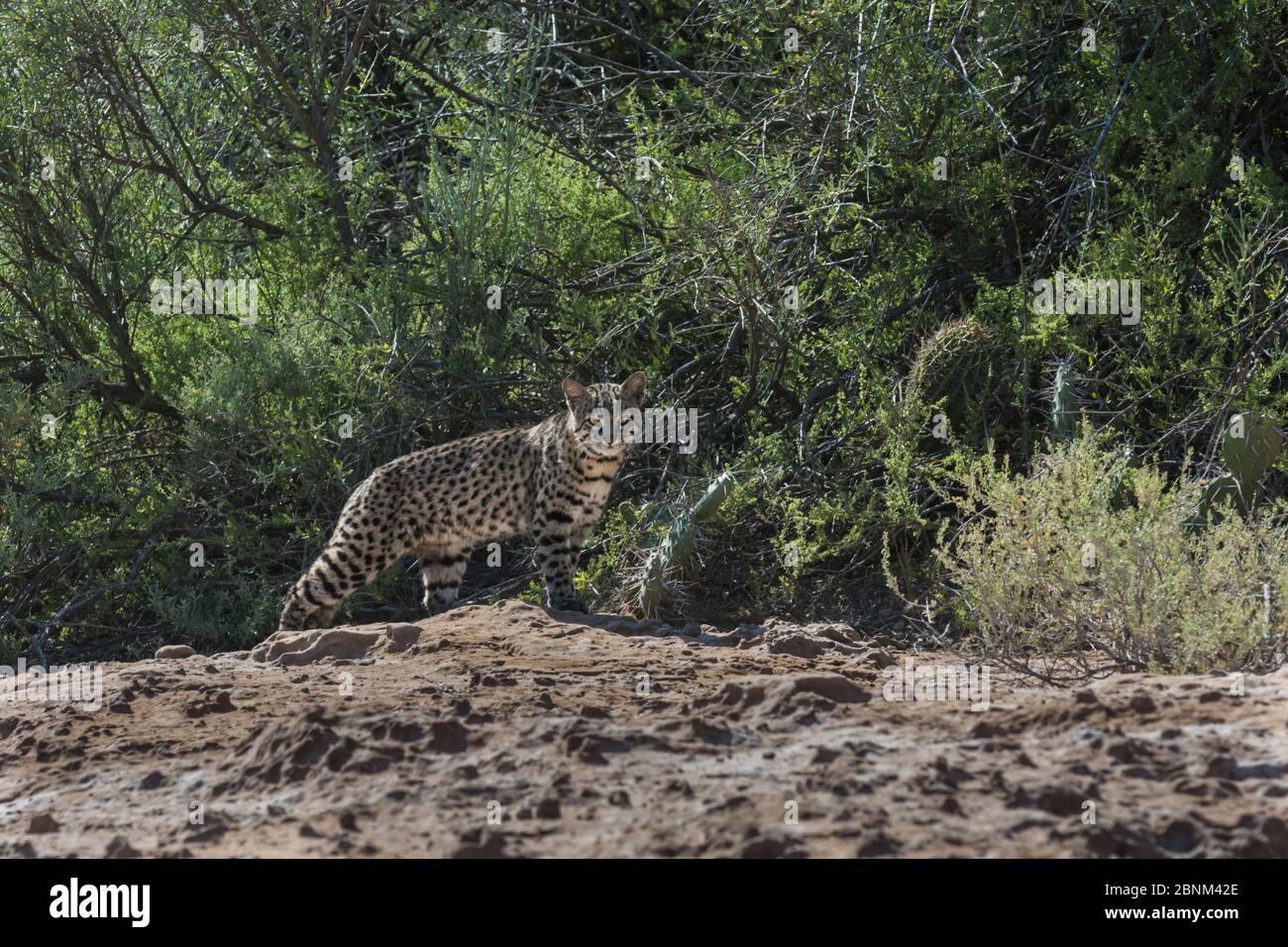 Geoffroy's cat, (Leopardus geoffroyi) Calden Forest , La Pampa , Argentina Stock Photo