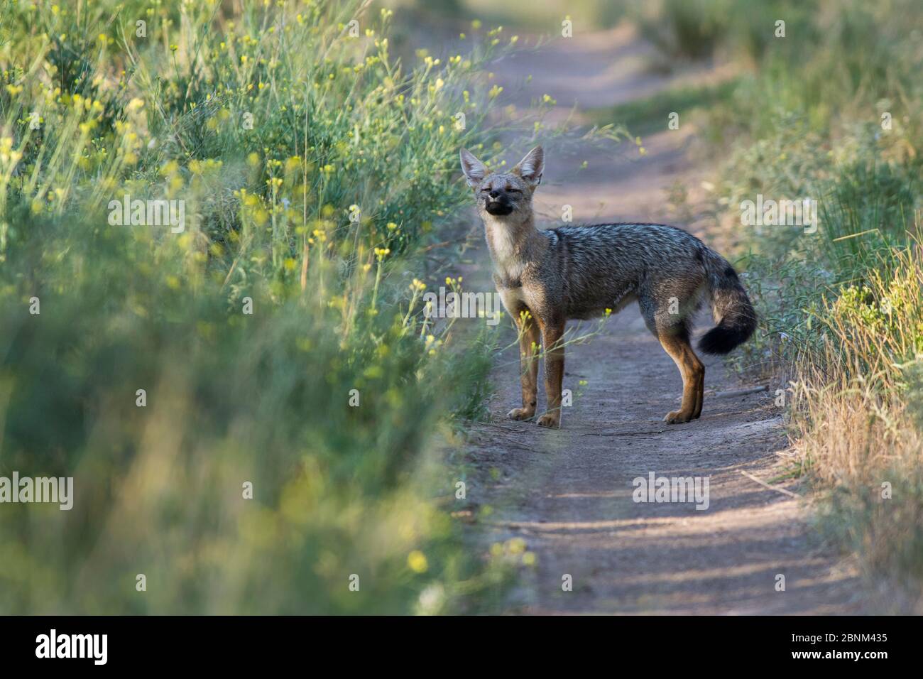 Argentine grey fox (Pseudalopex griseus)  La Pampa, Argentina Stock Photo
