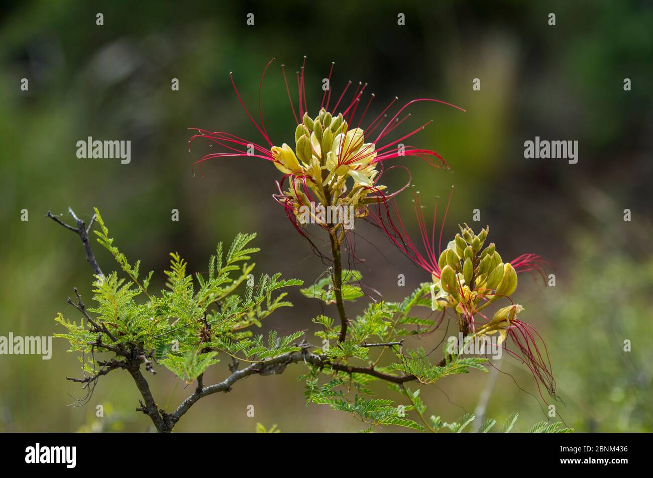 Crimson threadflower (Caesalpinia gilliesii) Calden Forest, La Pampa, Argentina Stock Photo