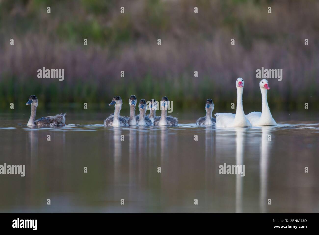 Coscoroba swan, (Coscoroba coscoroba) with cygnets, La Pampa, Argentina Stock Photo