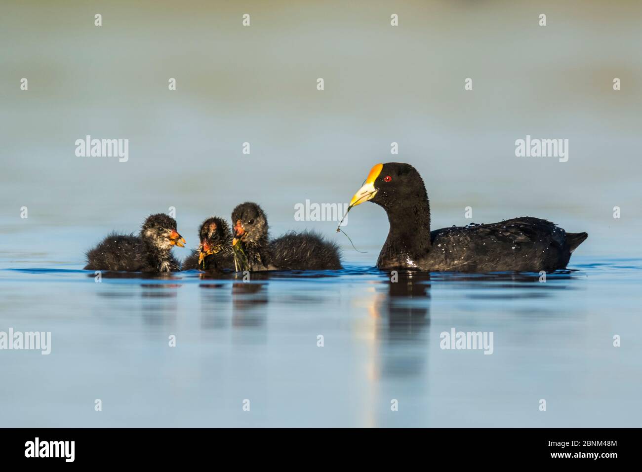 White-winged coot, (Fulica Leucoptera) with chicks. La Pampa, Argentina Stock Photo