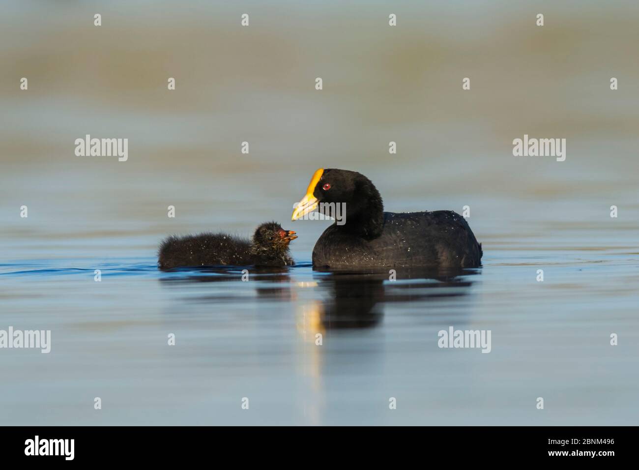 White-winged coot, (Fulica Leucoptera) with chick. La Pampa, Argentina Stock Photo