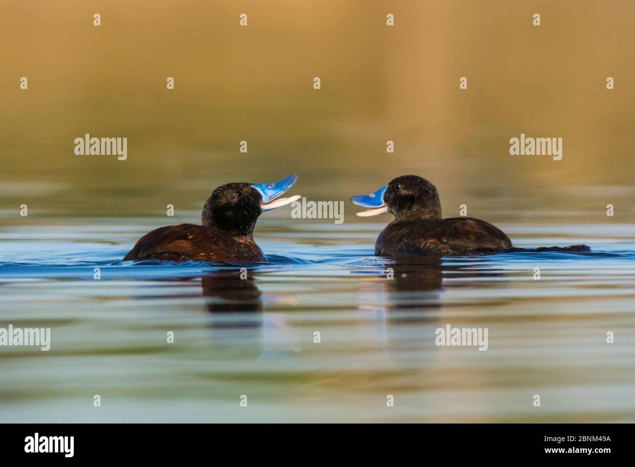 Lake duck (Oxyura vittata) two males, La Pampa Argentina Stock Photo