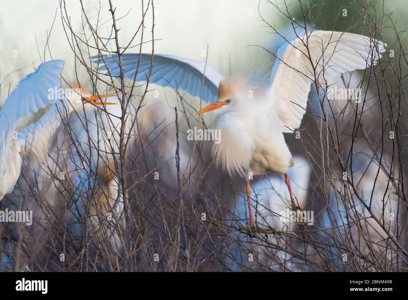 Cattle egret ((Bubulcus ibis) perched in heronry in tree. La Pampa , Argentina. Stock Photo