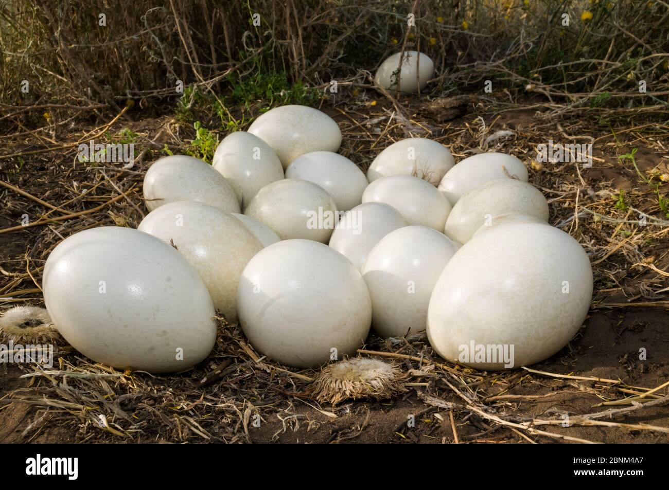 Greater rhea eggs (Rhea americana) La Pampa , Argentina Stock Photo Alamy