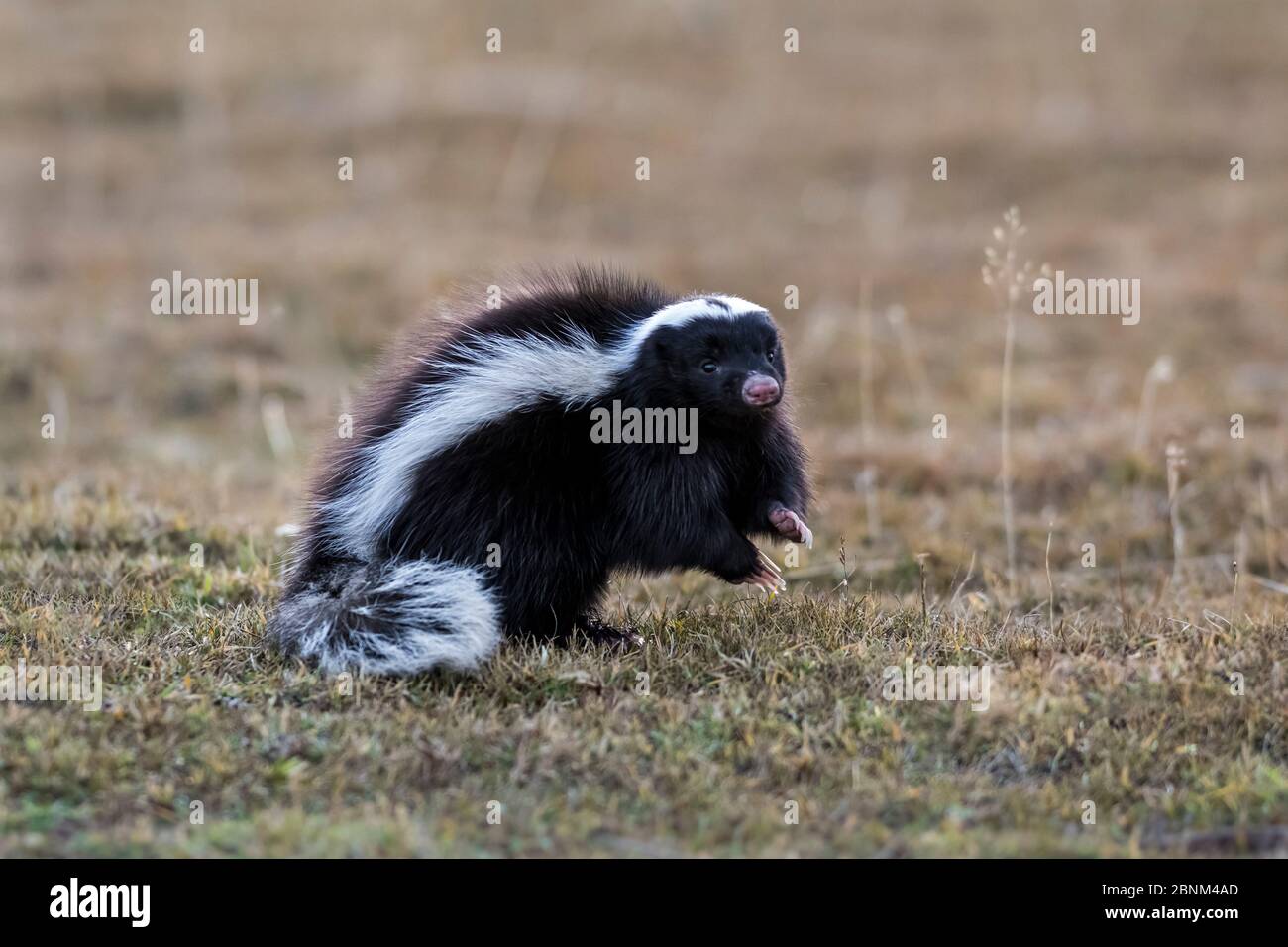 Humboldt's hog-nosed skunk (Conepatus humboldtii) Torres del Paine, Chile Stock Photo