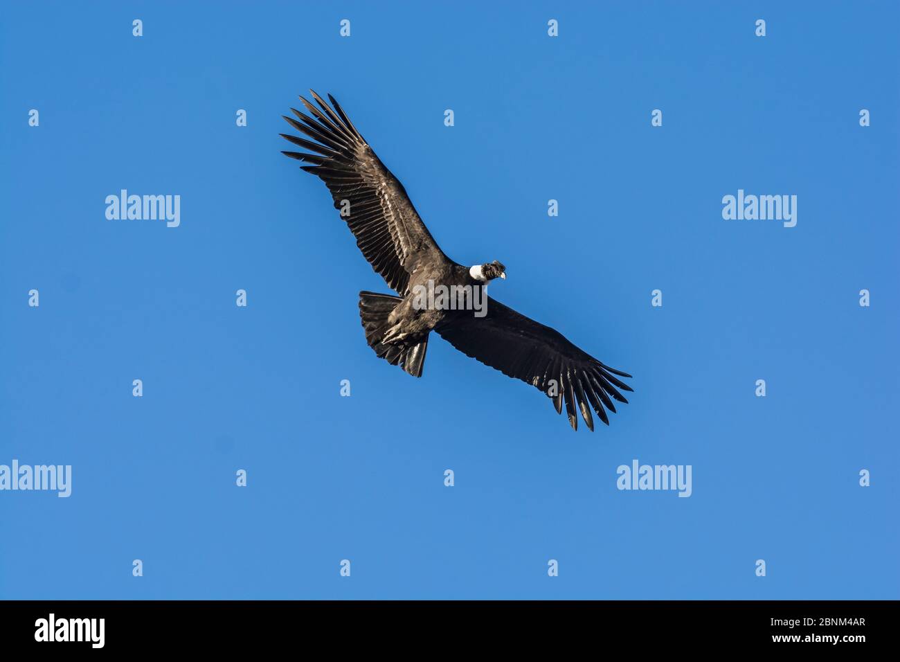 Andean condor (Vultur gryphus) in flight, Torres del Paine National Park, Chile Stock Photo