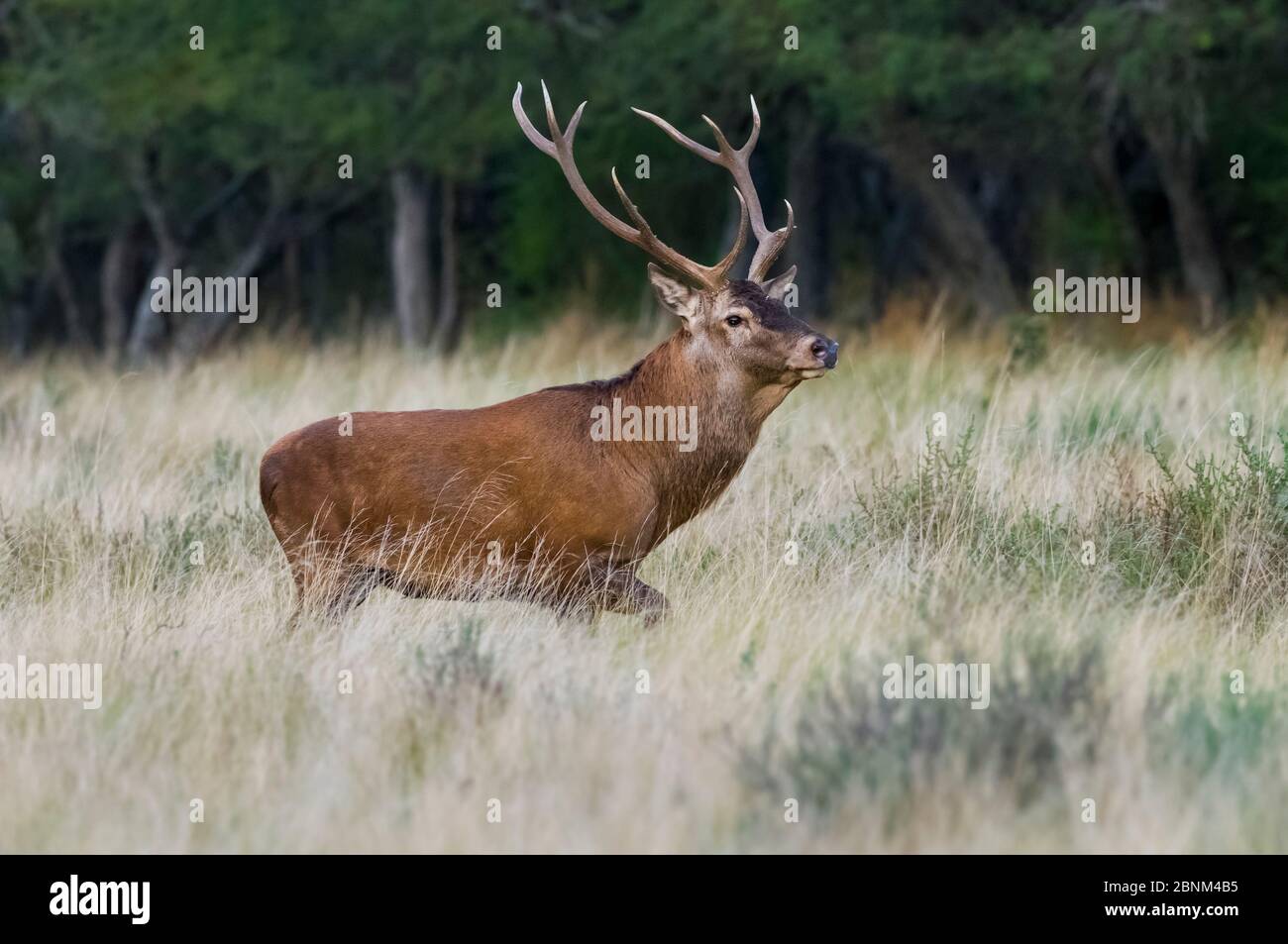 Red deer (Cervus elaphus) stag, La Pampa, Argentina Stock Photo