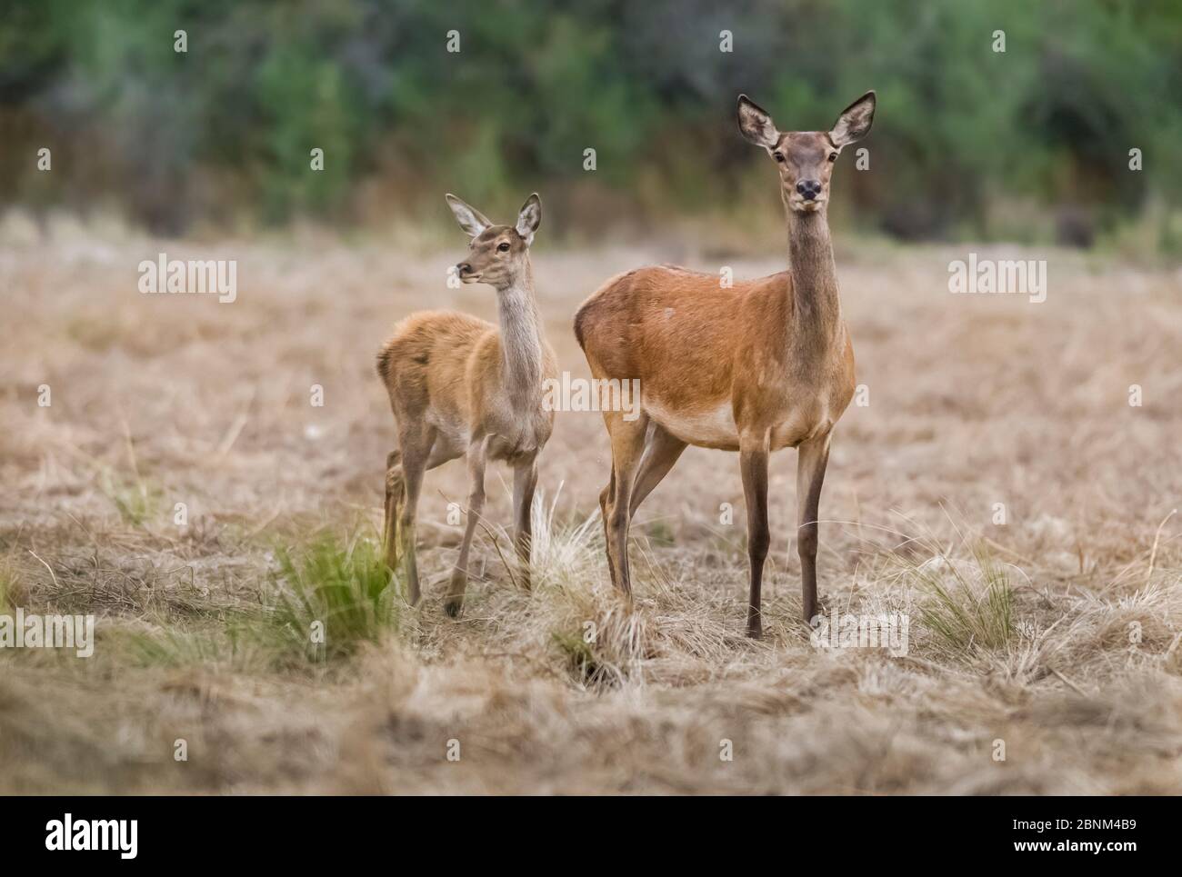 Red deer (Cervus elaphus) hind and fawn, La Pampa, Argentina Stock Photo