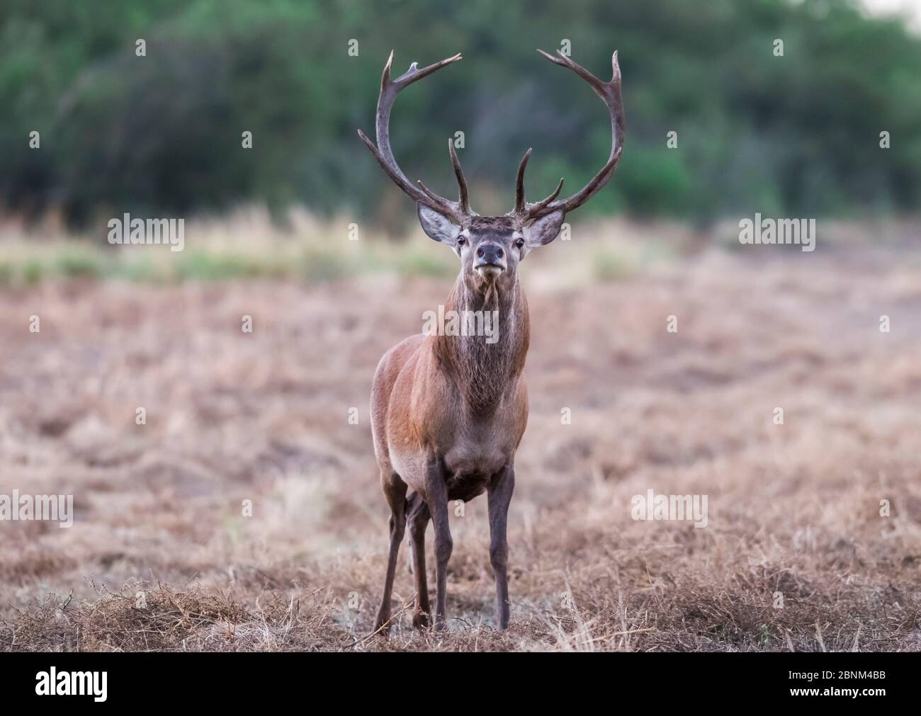 Red deer (Cervus elaphus) stag, La Pampa, Argentina Stock Photo