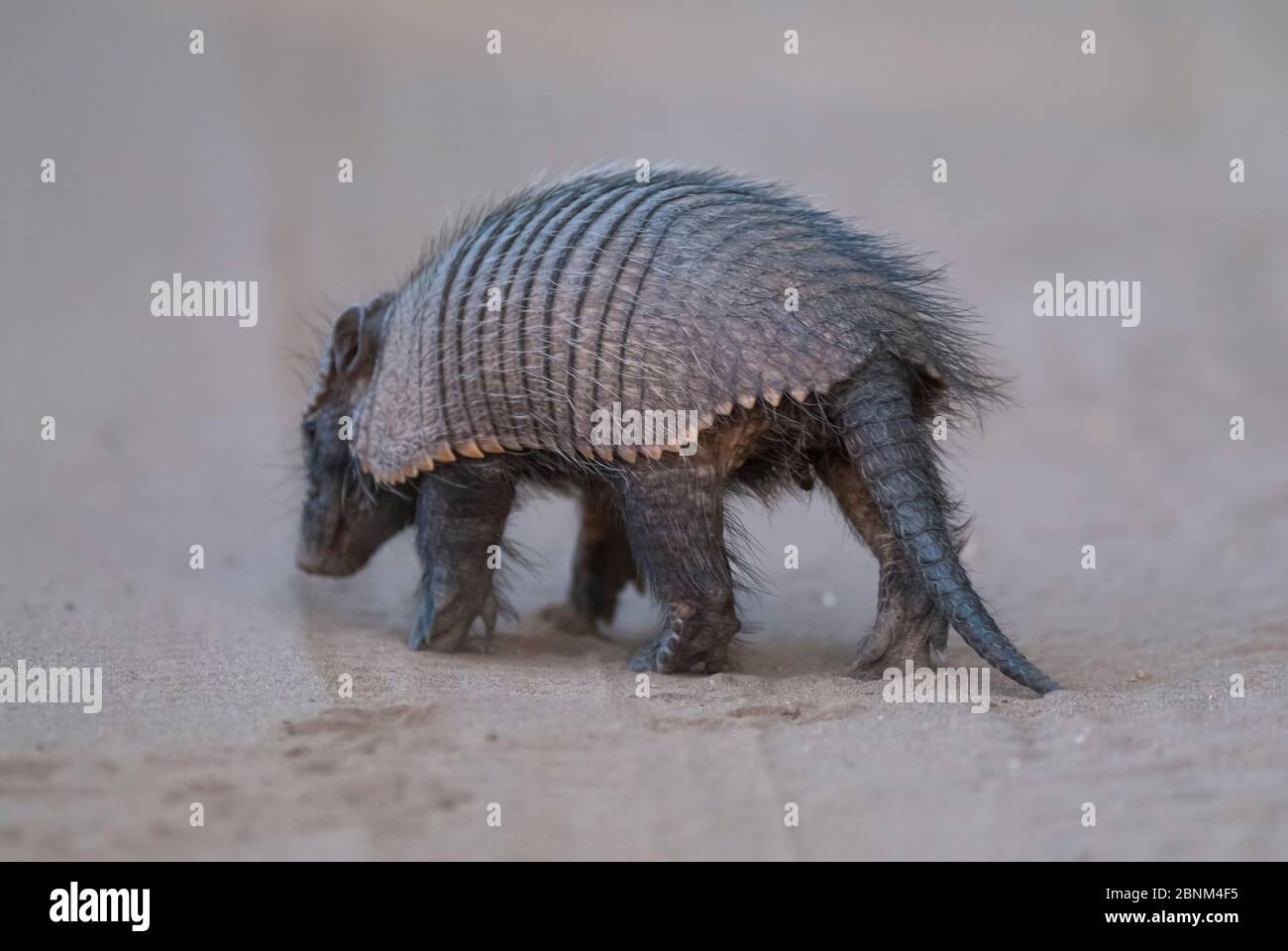 Big hairy armadillo (Chaetophractus villosus), La Pampa, Argentina Stock Photo