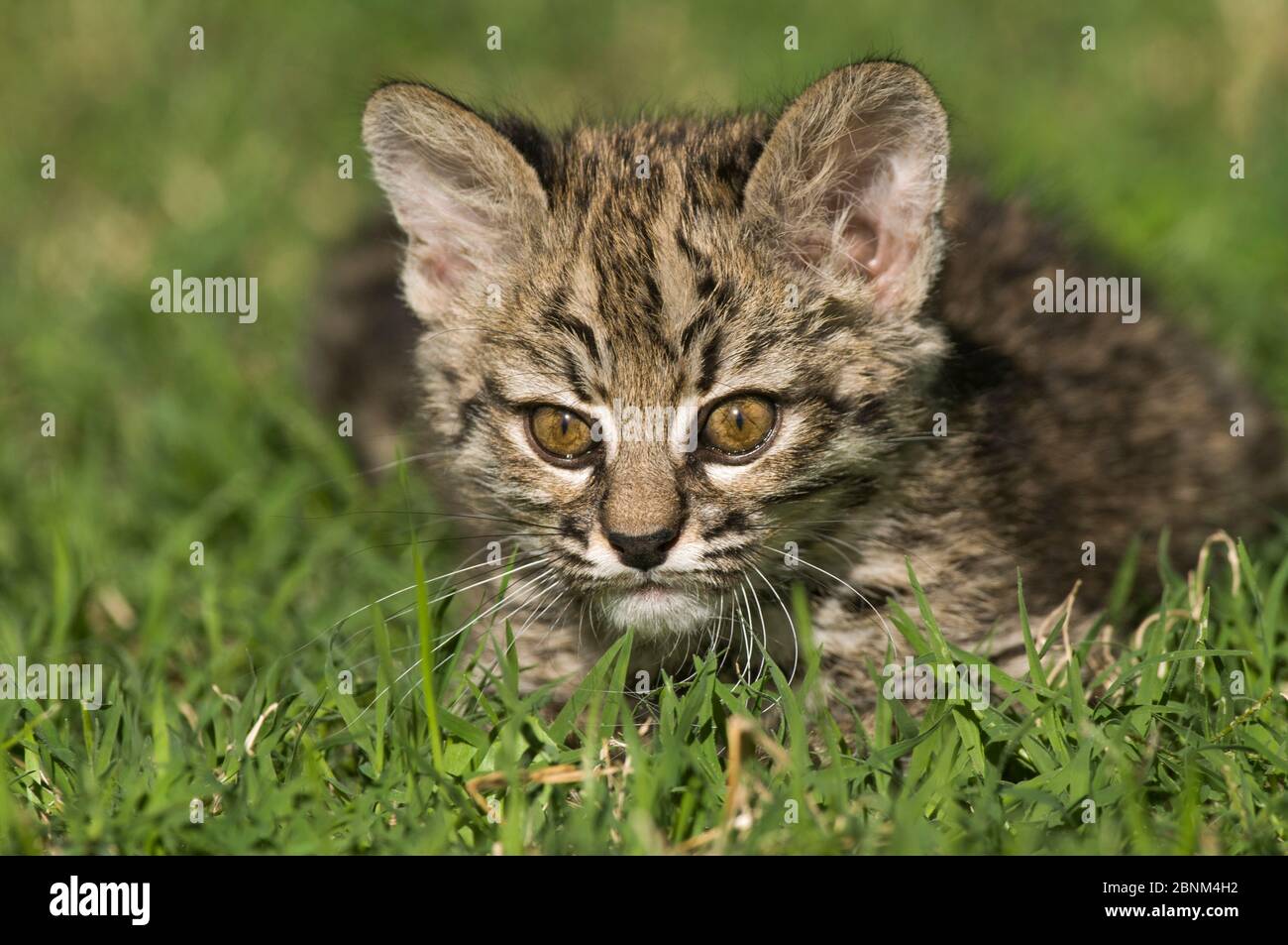 Geoffroy's cat, (Leopardus geoffroyi) portrait, Calden Forest, La Pampa, Argentina Stock Photo