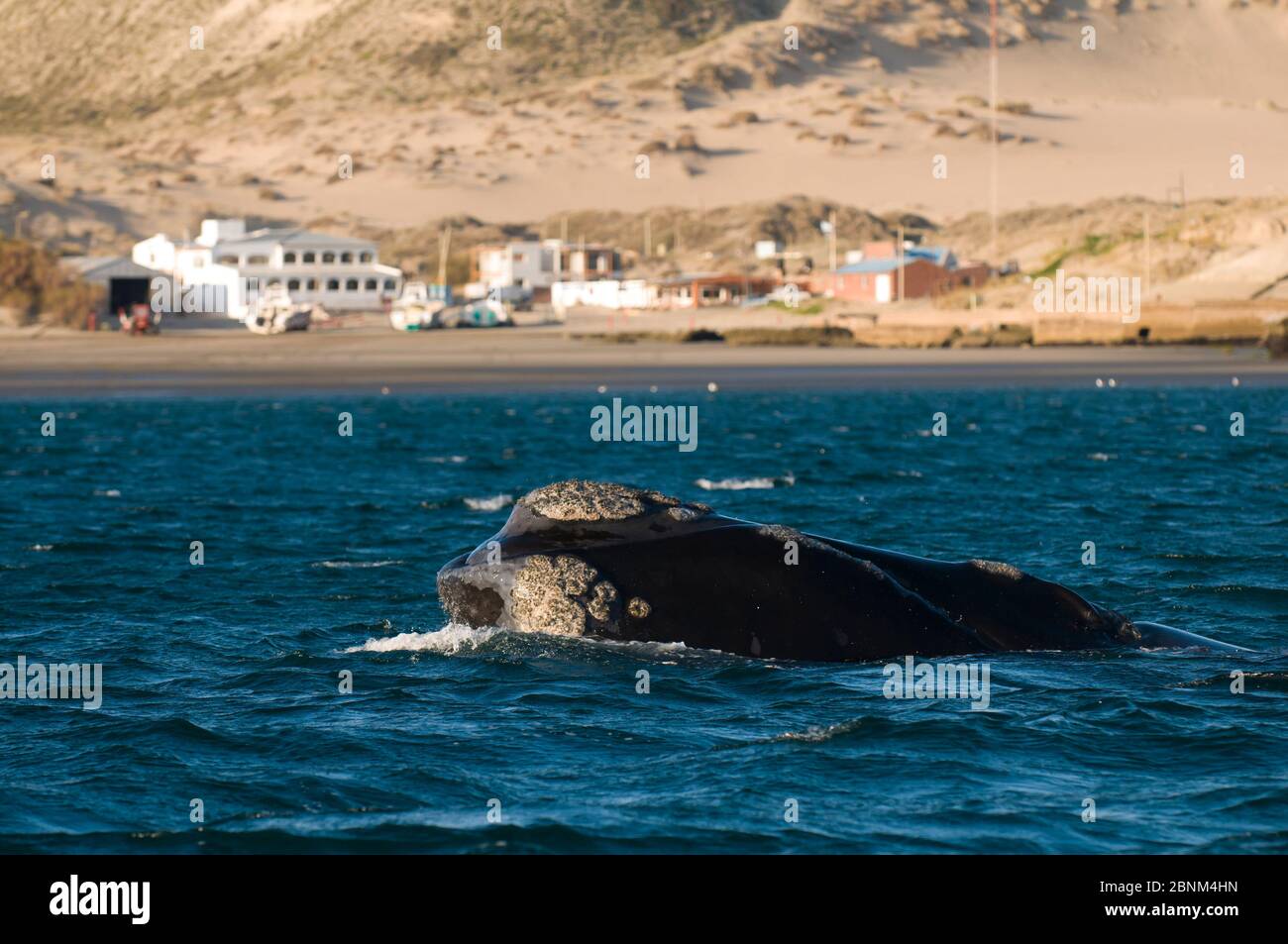 Southern Right whale (Eubalaena australis) at surfacePeninsula Valdes, Chubut, Patagonia,Argentina Stock Photo
