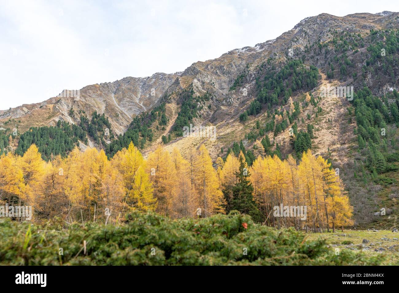 Europe, Austria, Tyrol, Stubai Alps, Sellrain, St. Sigmund im Sellrain, autumn colored mountain forest in the Gleirschtal in Sellrain Stock Photo