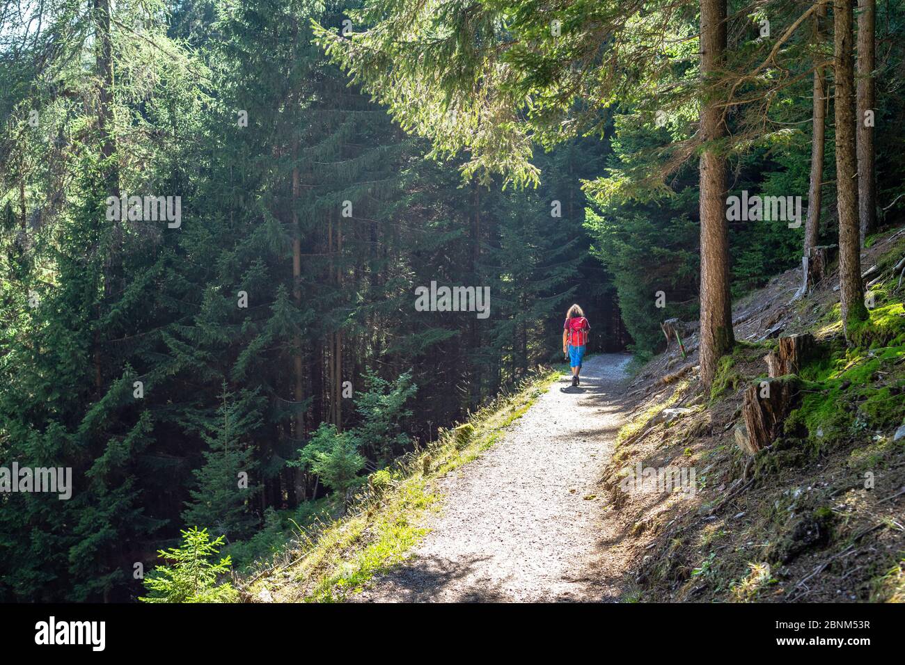 Europe, Austria, Tyrol, Stubai Alps, Neustift im Stubaital, woman hikes through a mountain forest to the Gschmitz natural site in the Stubai Valley Stock Photo