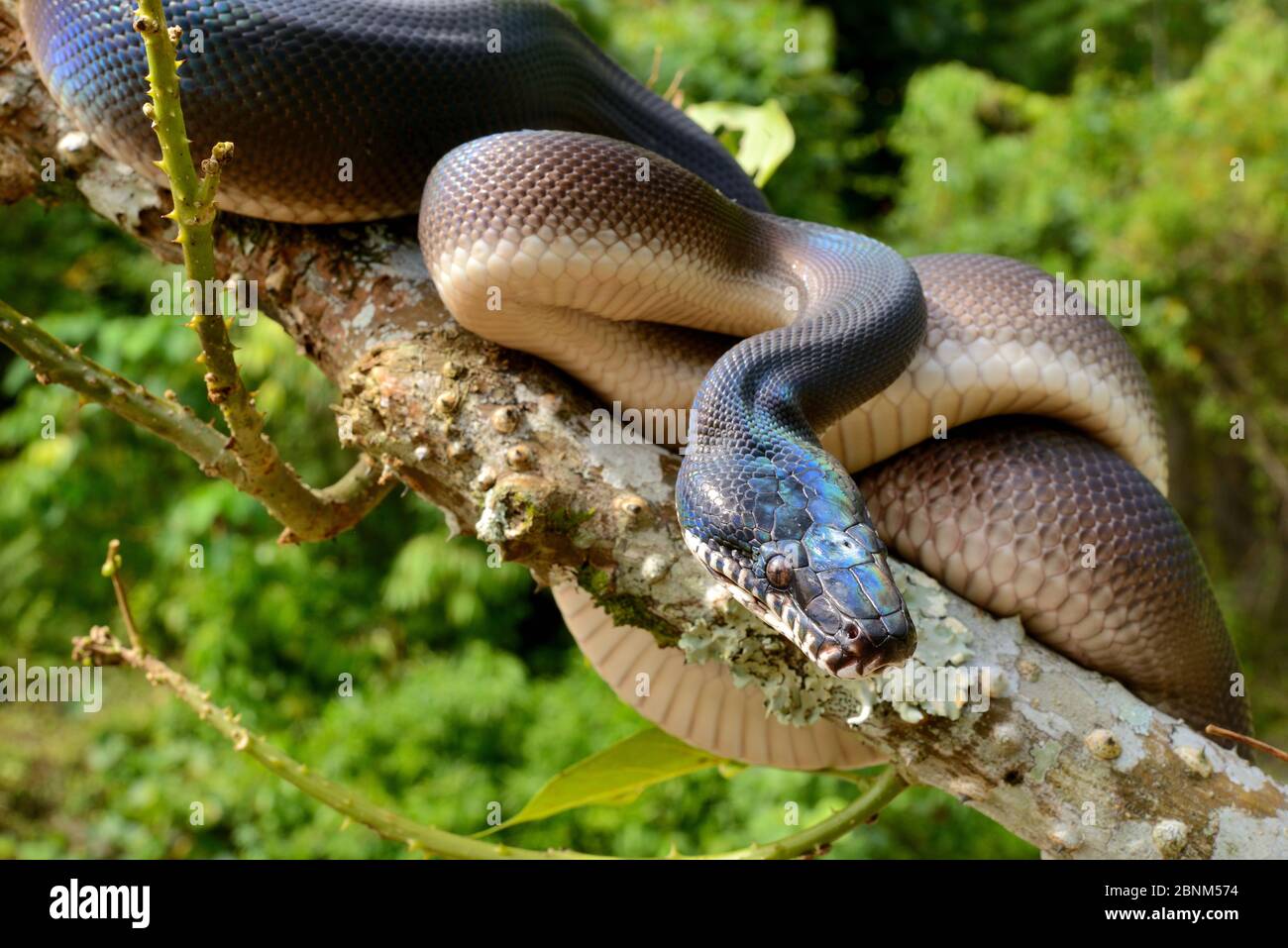 Northern white-lipped python (Leiopython albertisii) in tree, Irian ...