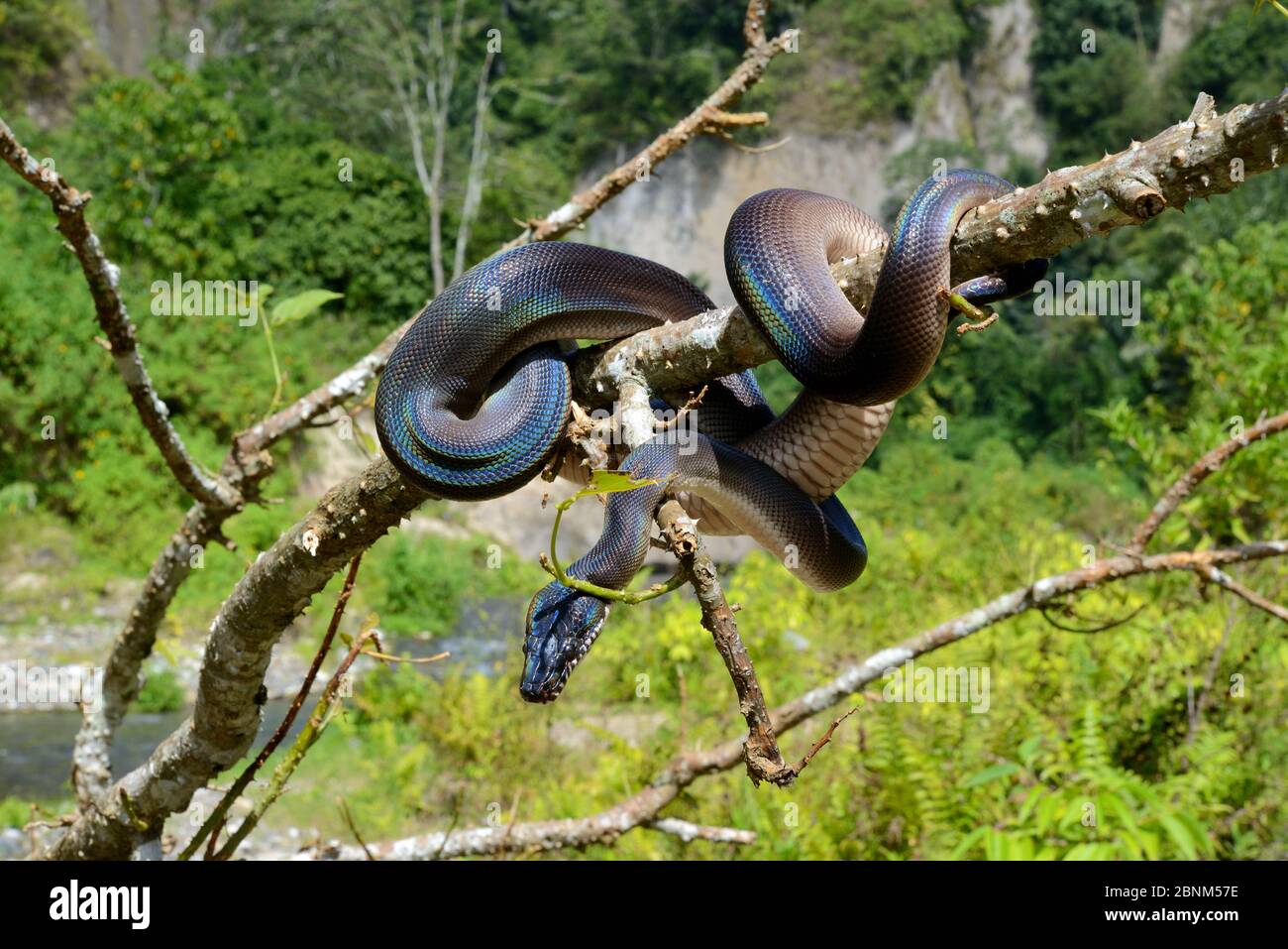 Northern white-lipped python (Leiopython albertisii) in tree, Irian ...