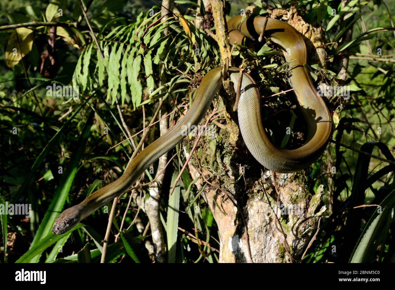 Papuan olive python (Liasis papuana) in tree, Papua New Guinea Stock ...