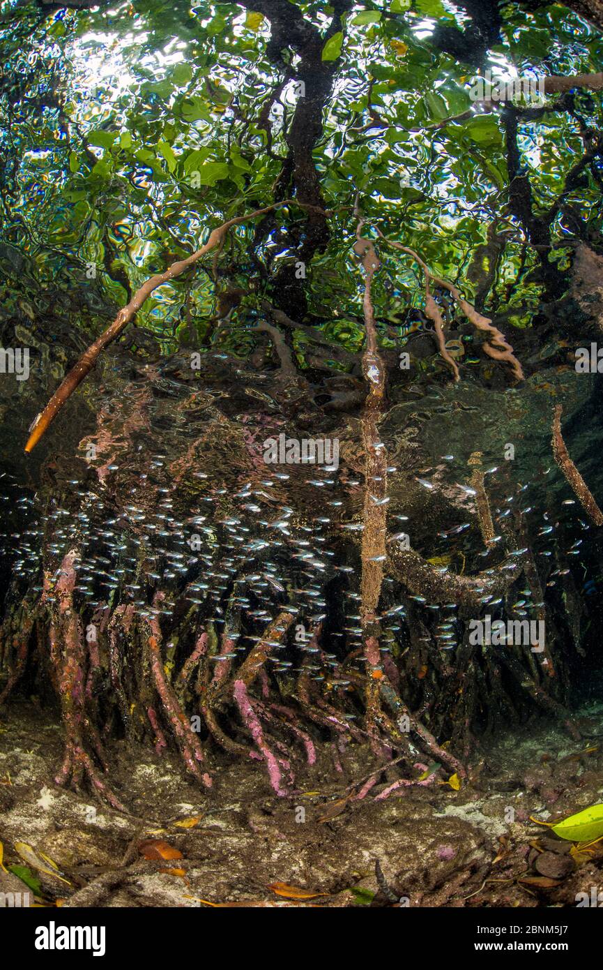 Cardinalfish (Apogon sp) school swim through the roots of a Red mangrove tree (Rhizophora mangle) in a mangrove forest, Yanggefo Island, Gam Island, R Stock Photo