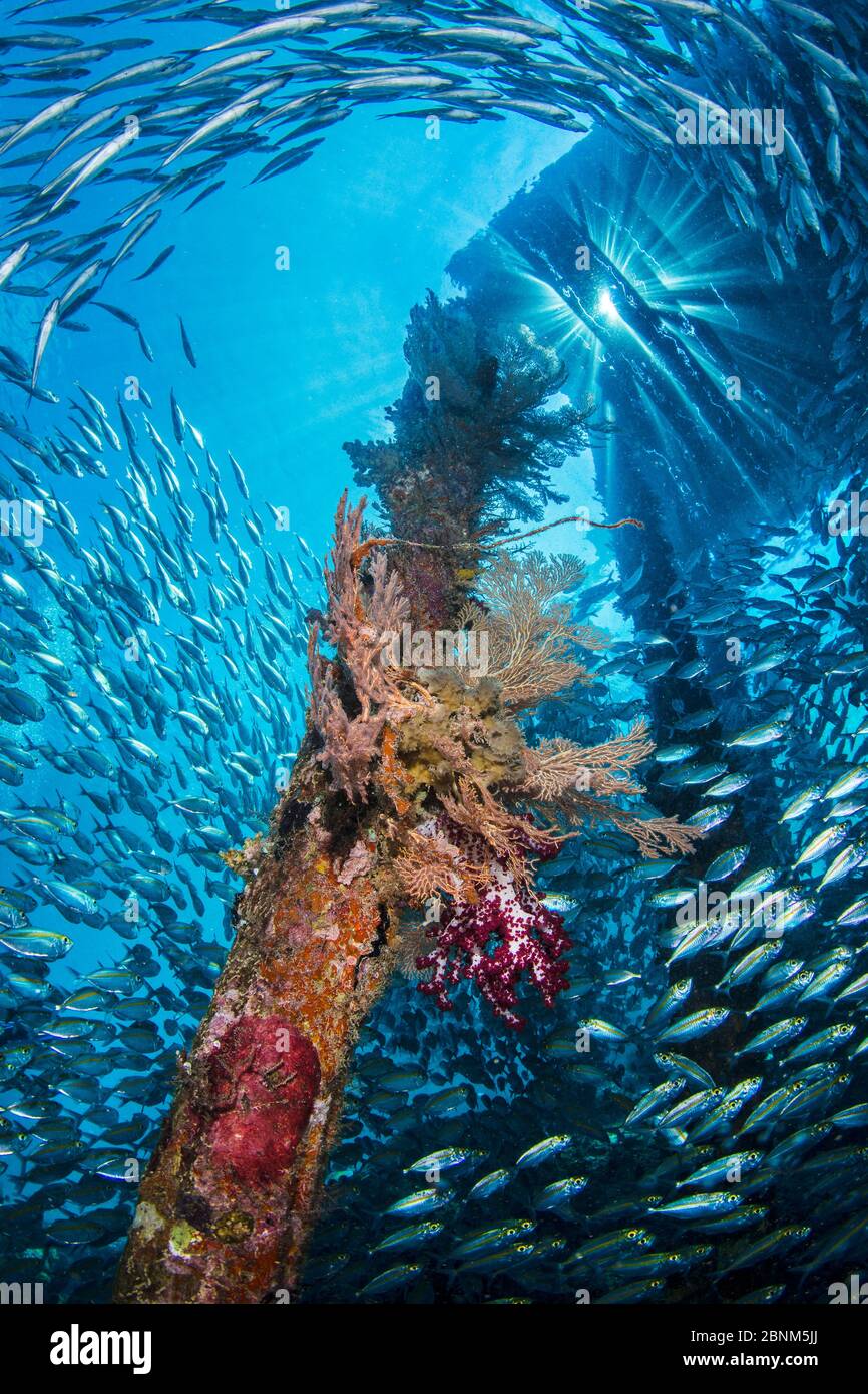 Yellow striped scad (Selaroides leptolepis) school swim around a leg of Arborek jetty, Arborek Island, Raja Ampat, West Papua, Indonesia Stock Photo