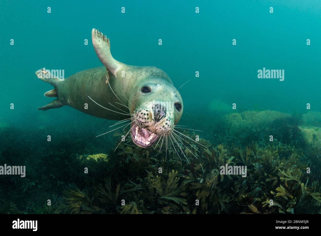 Grey seal (Halichoerus grypus) young seal opens its moutfh towards the camera, while swimming over a shallow bed of seaweeds (Fucus serratus) Lundy Is Stock Photo