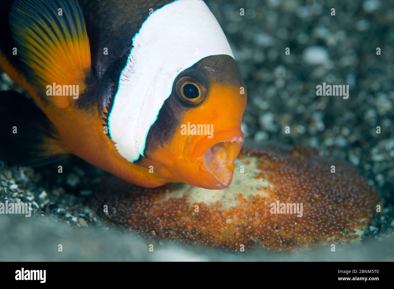 Saddleback anemonefish (Amphiprion polymnus) adult bares its teeth while guarding its newly laid eggs, Anilao, Batangas, Luzon, Philippines. Verde Isl Stock Photo