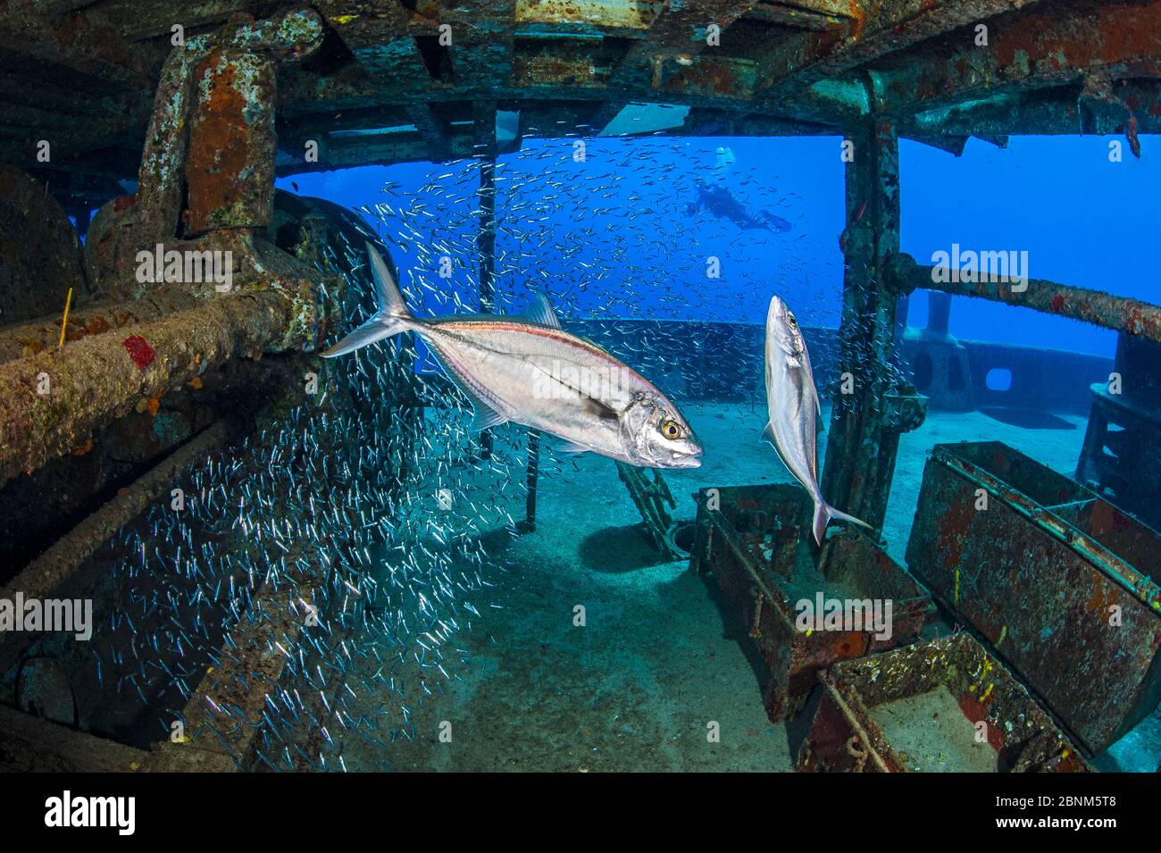 Bar jacks (Caranx ruber) pair hunting Silversides (Atherinidae) inside the wreck of the Kittiwake. Seven Mile Beach, Grand Cayman, Cayman Islands, Car Stock Photo