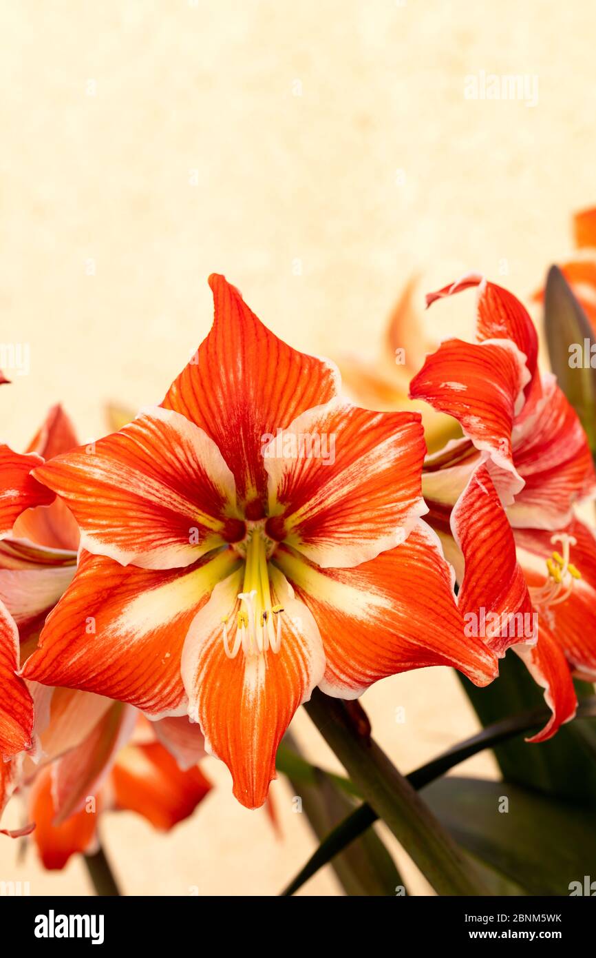 red and white lilies with pollen laden yellow stamens Stock Photo