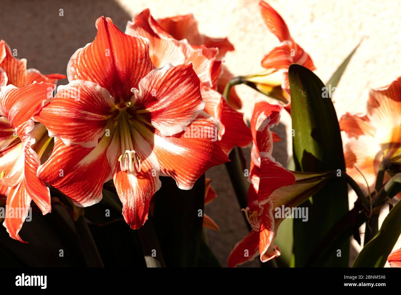 red and white lilies with pollen laden yellow stamens Stock Photo