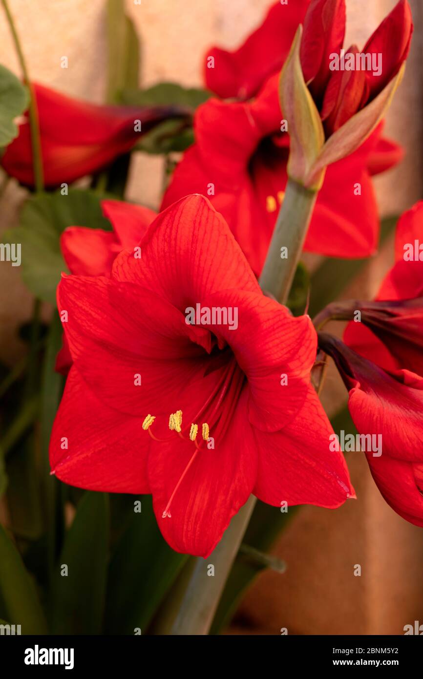 red lilies with pollen laden yellow stamens Stock Photo