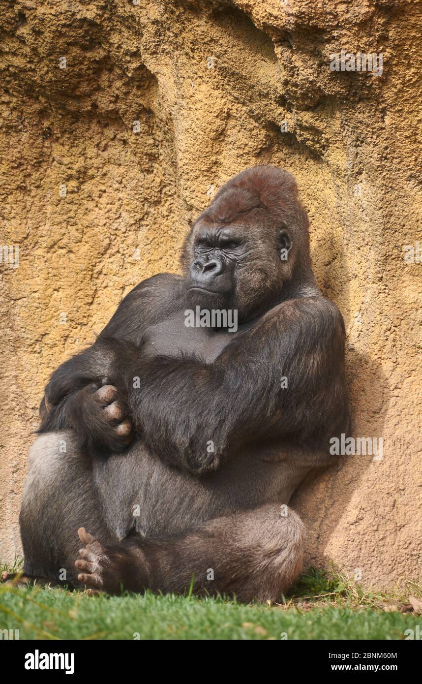 Gorilla waiting in hi-res stock photography and images - Alamy