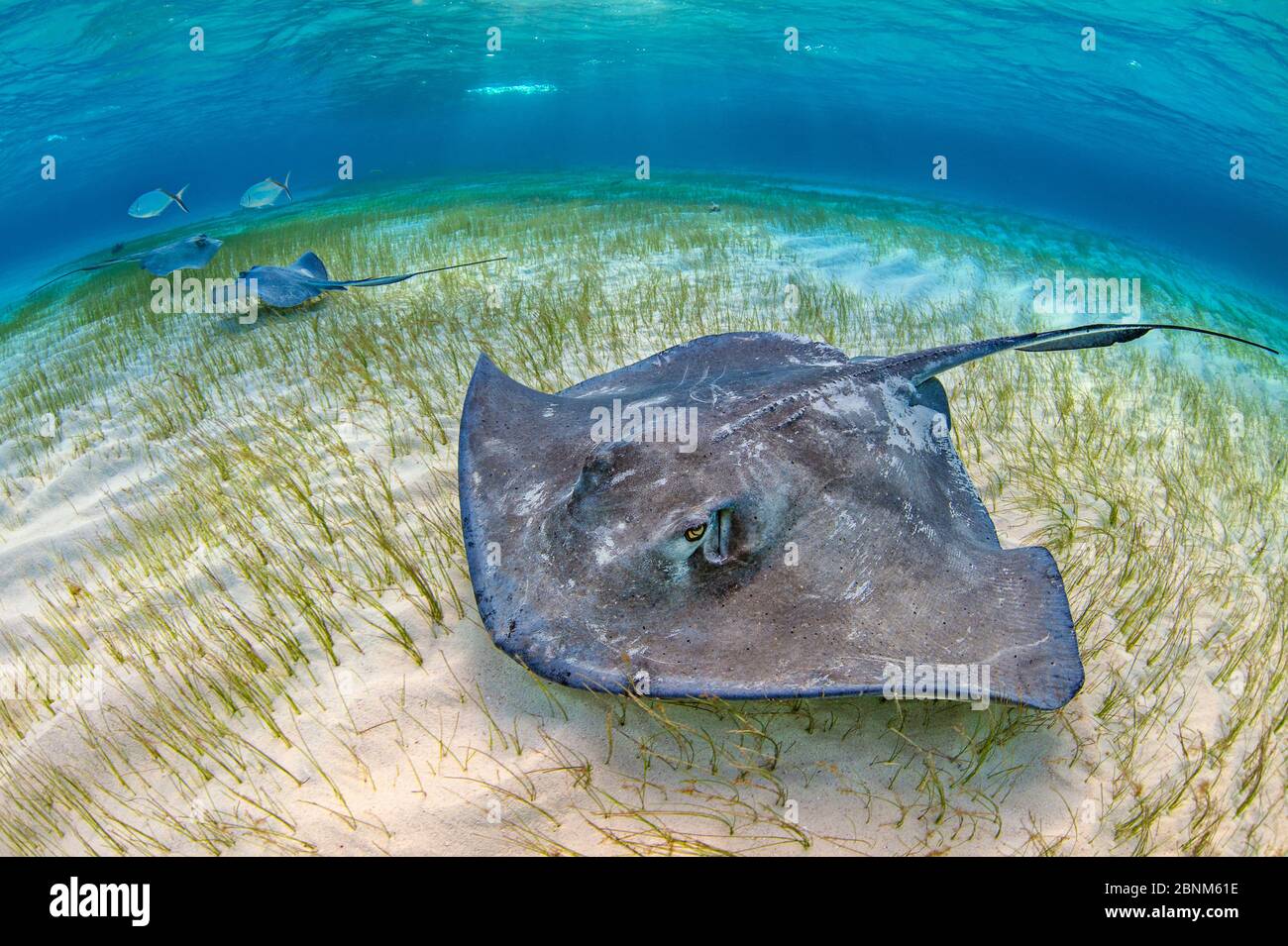 Southern stingrays (Hypanus americanus) large female and two smaller males forage over seagrass in shallow water, accompanied by Bar jacks (Caranx rub Stock Photo