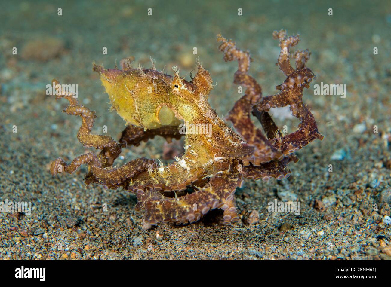 Algae octopus (Abdopus aculeatus) moves over a sandy seabed, Dauin