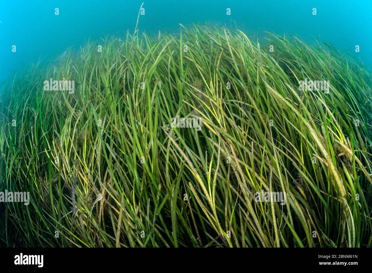 Seagrass meadow / Common eelgrass / Seawrack (Zostera marina) next to Swanage Pier, Swanage, Dorset, UK August Stock Photo