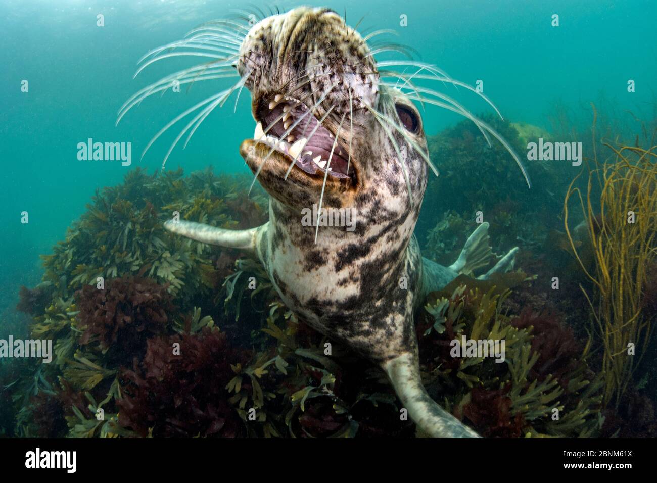 Grey seal (Haichaoerus grypus) young female opens her mouth playfully while she looks up from a bed of shallow seaweeds (Fucus serratus) Lundy Island, Stock Photo
