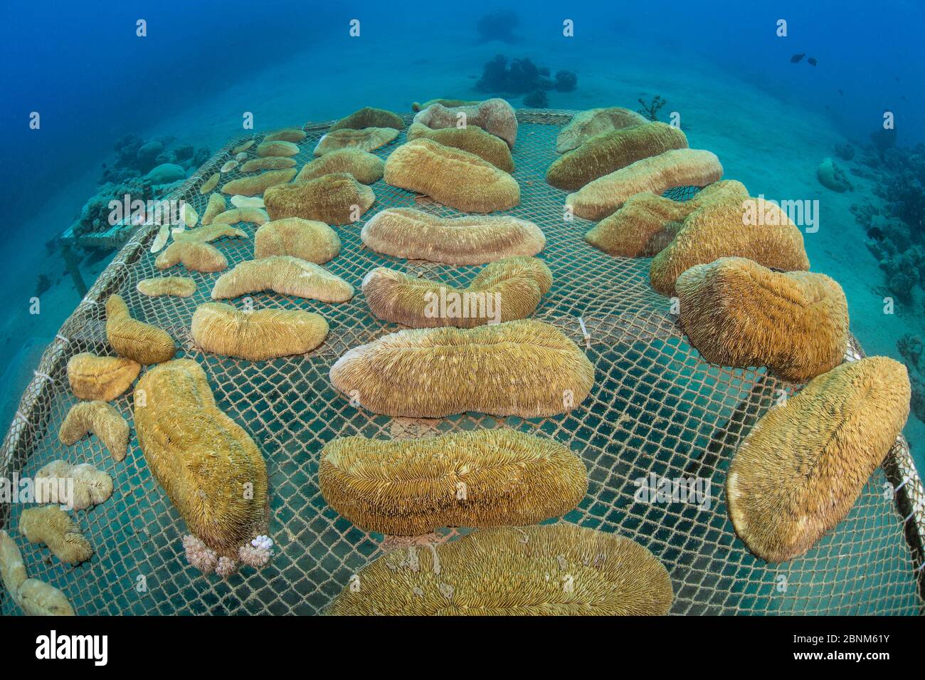 Wide angle view of coral propagation table with mushroom corals (Herpolitha limax) Aqaba, Jordan. Gulf of Aqaba, Red Sea. Stock Photo